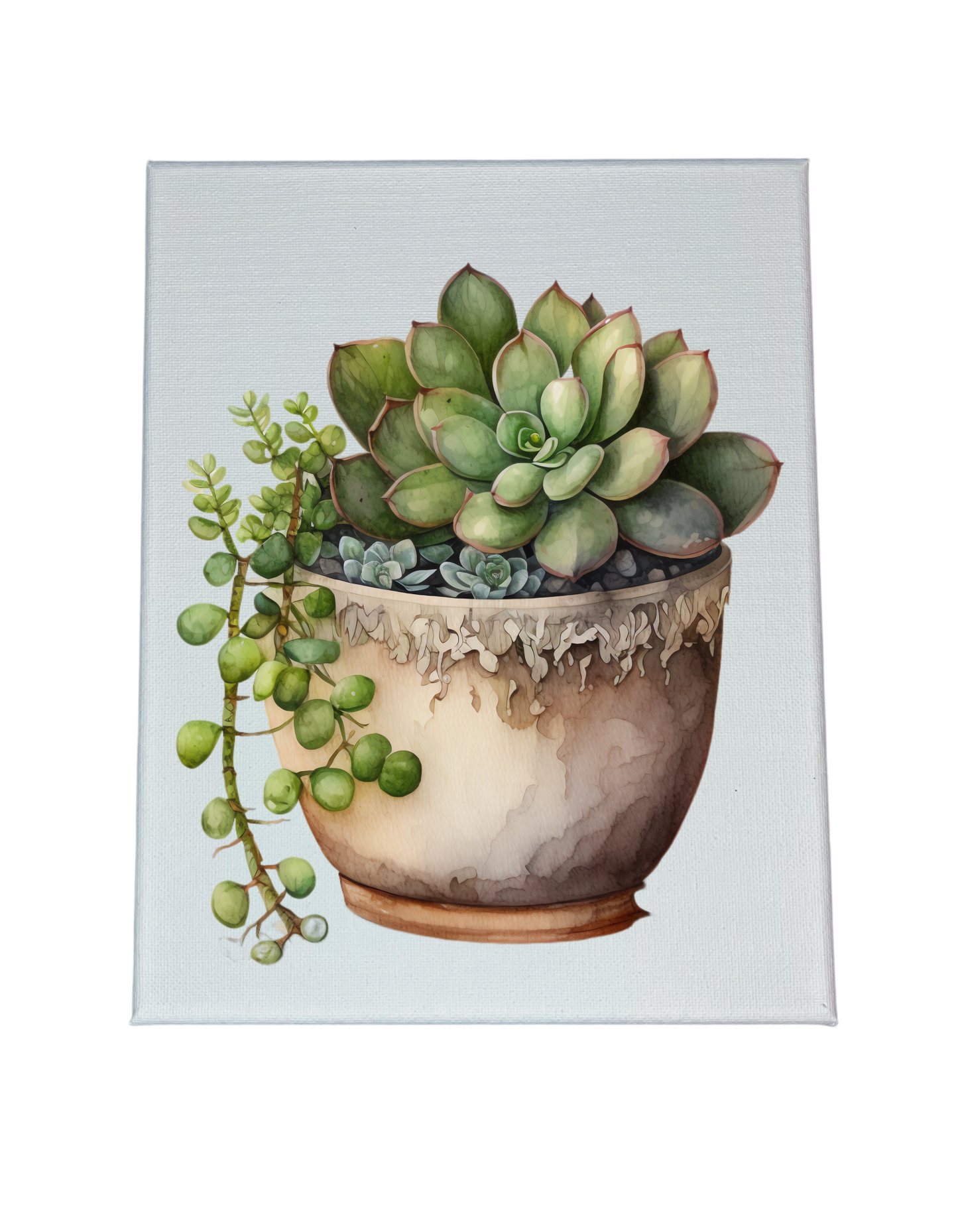 SUCCULENTS CANVAS